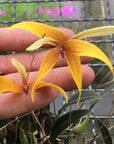 Bulbophyllum quadrangulare Orchid - Blooming Size