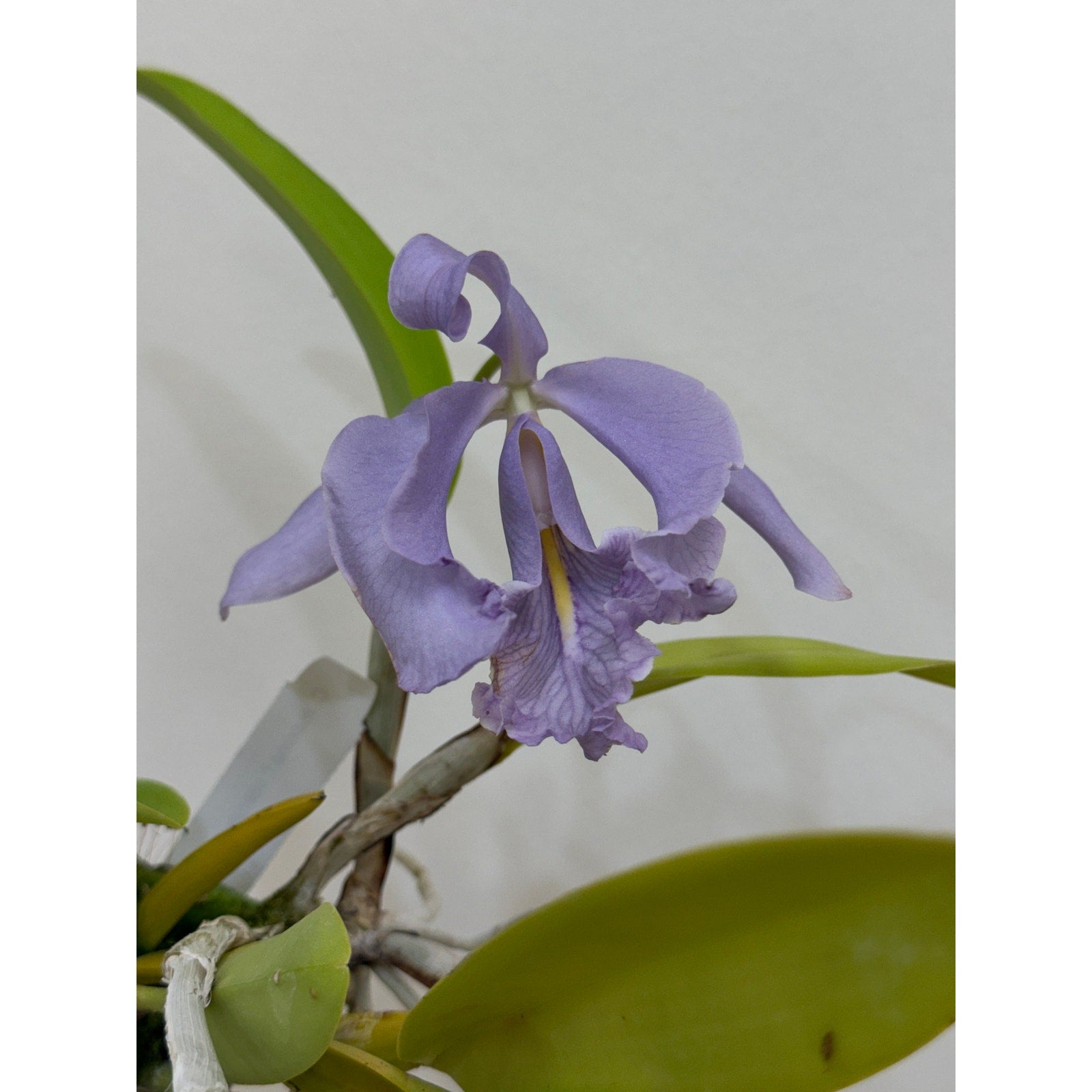 Cattleya maxima coerulea Rare collector orchid special color