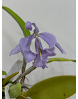 Cattleya maxima coerulea Rare collector orchid special color