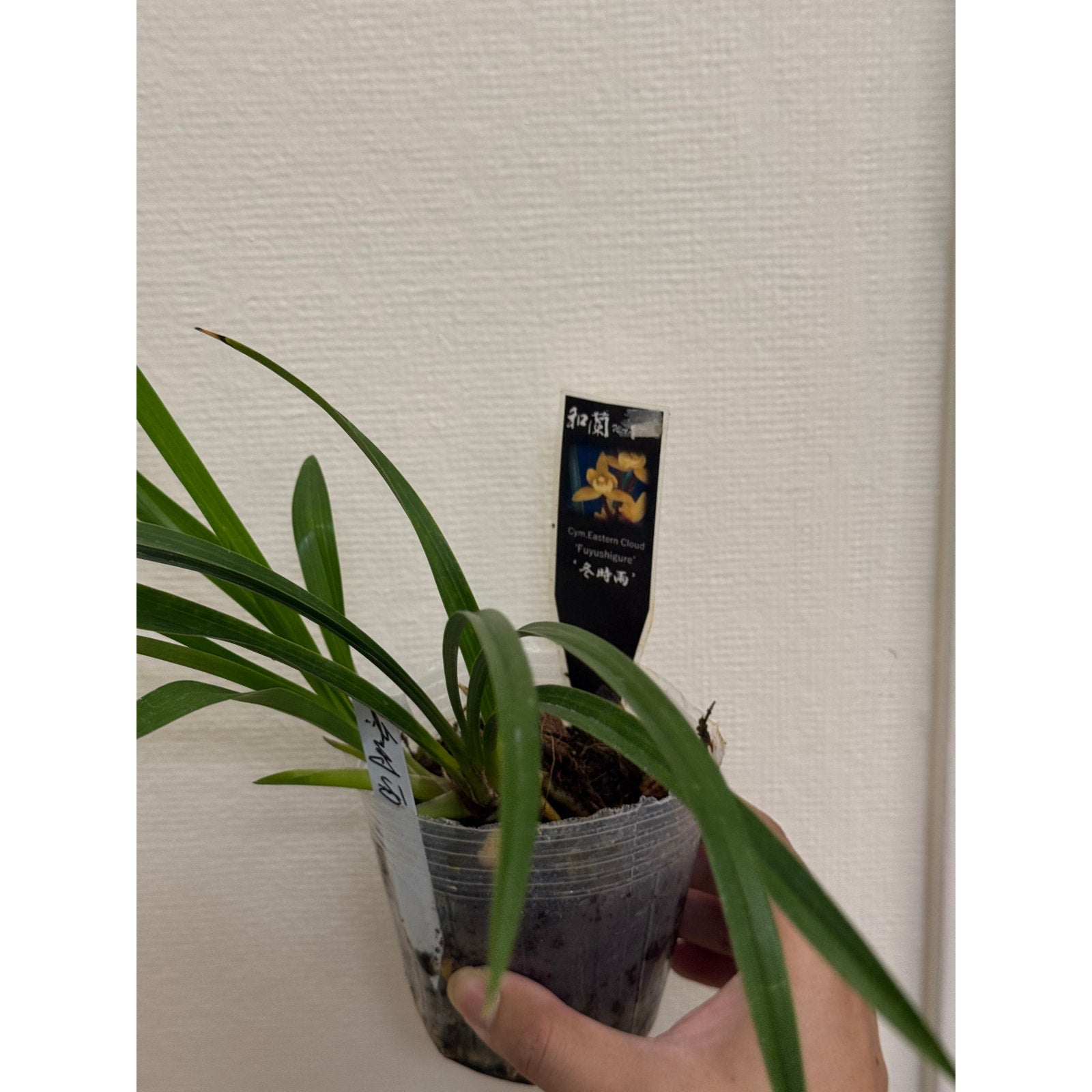 Cymbidium Eastern Cloud "Fuyushigure" Rare collector orchid blooming size