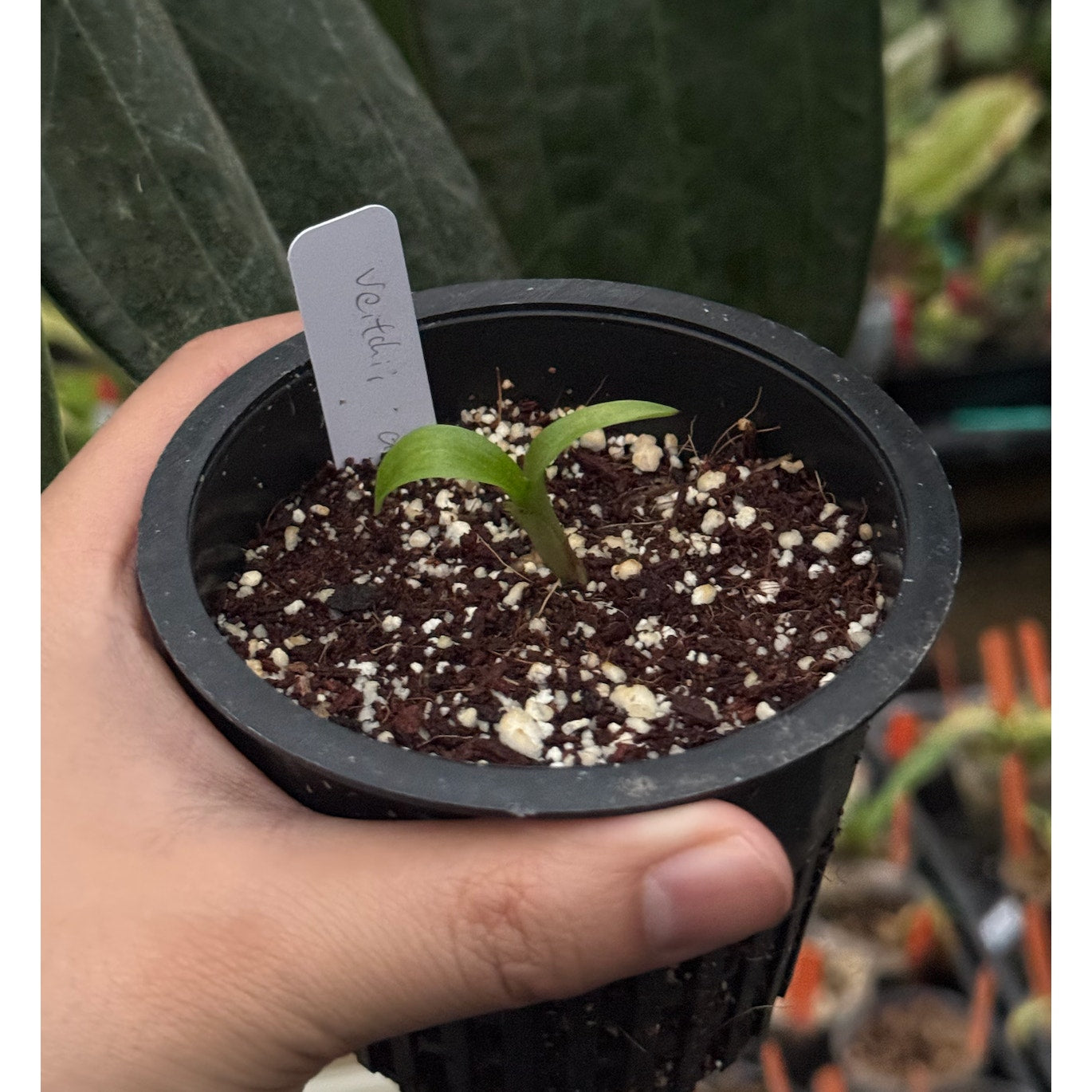 Disa Veitchii "Paul" AM/AOS RARE collector orchid