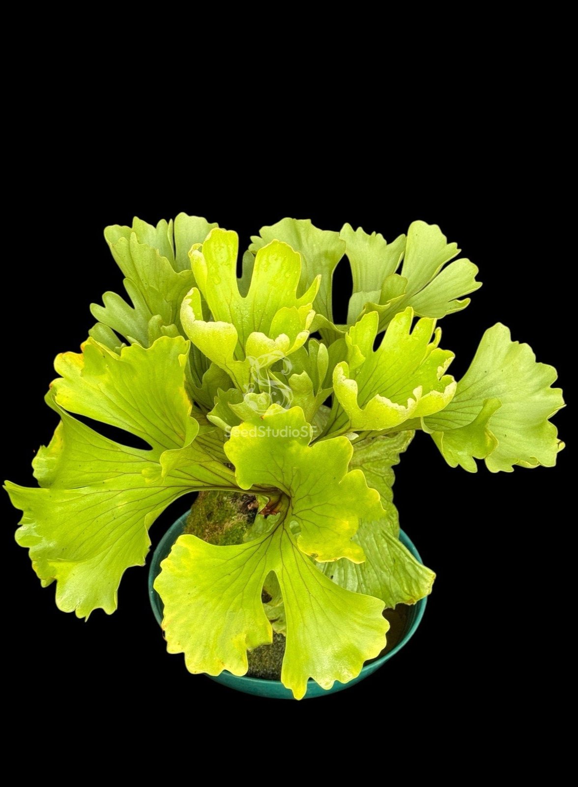 Platycerium ridleyi "Cloud" spores SPORE RARE tropical plants SEED STUDIO®