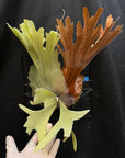 Platycerium willinckii Compact mature size US seller SEED STUDIO®
