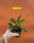Cattleya violacea alba Rare collector orchid blooming size