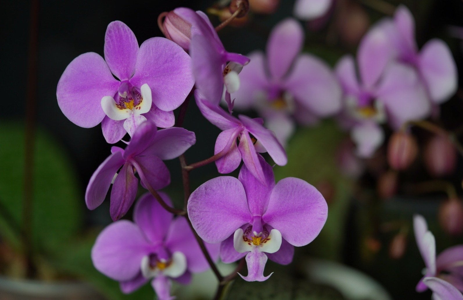 Phalaenopsis schilleriana Fragrant orchid blooming size