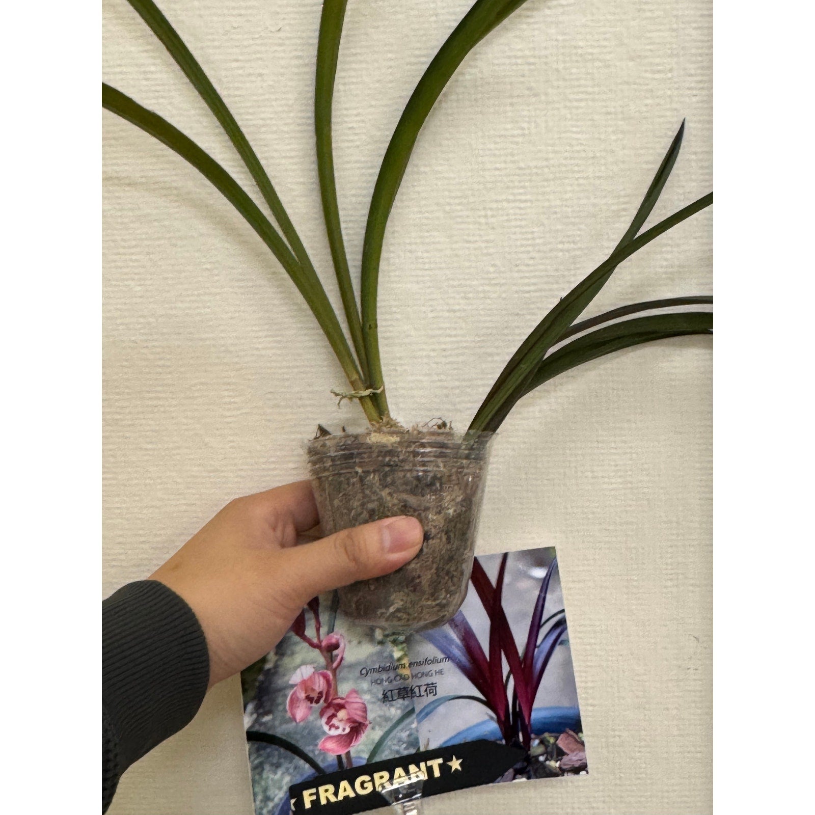 Cymbidium ensifolium "Hong Cao Hong He" Rare collector orchid blooming size