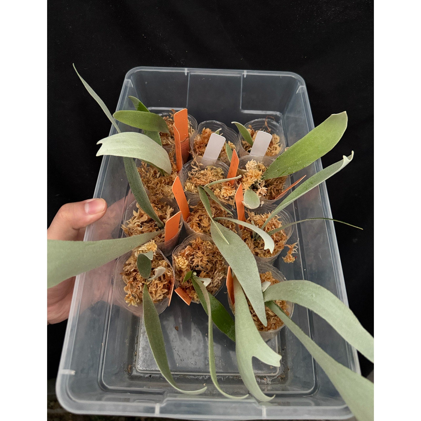 Platycerium “White Hawk” (OG) RARE tropical plants SEED STUDIO®