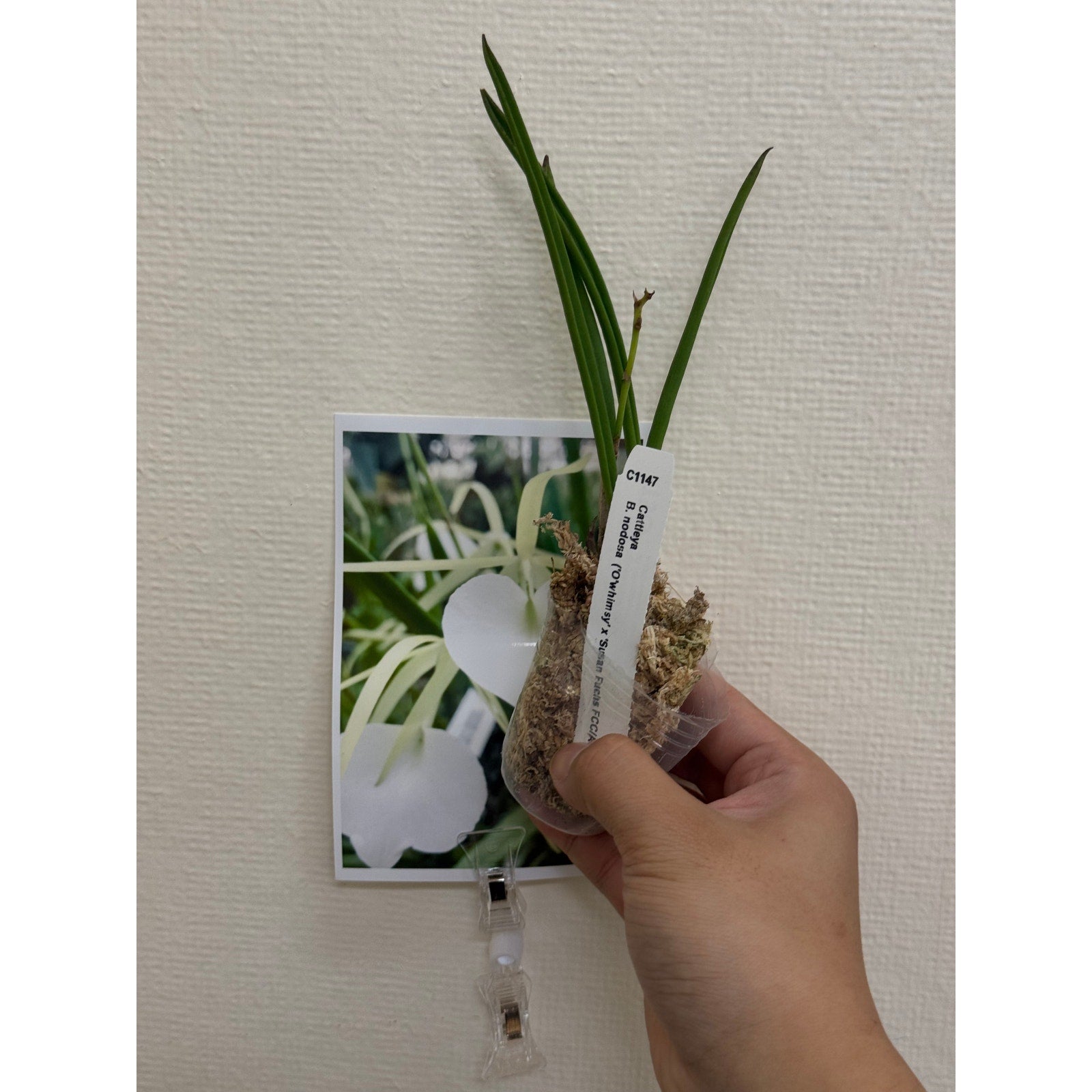 Cattleya nodosa Rare collector orchid blooming size