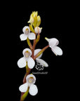 Disa tripetaloides RARE collector orchid