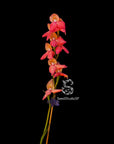 Disa Kewensis RARE Collector Orchid