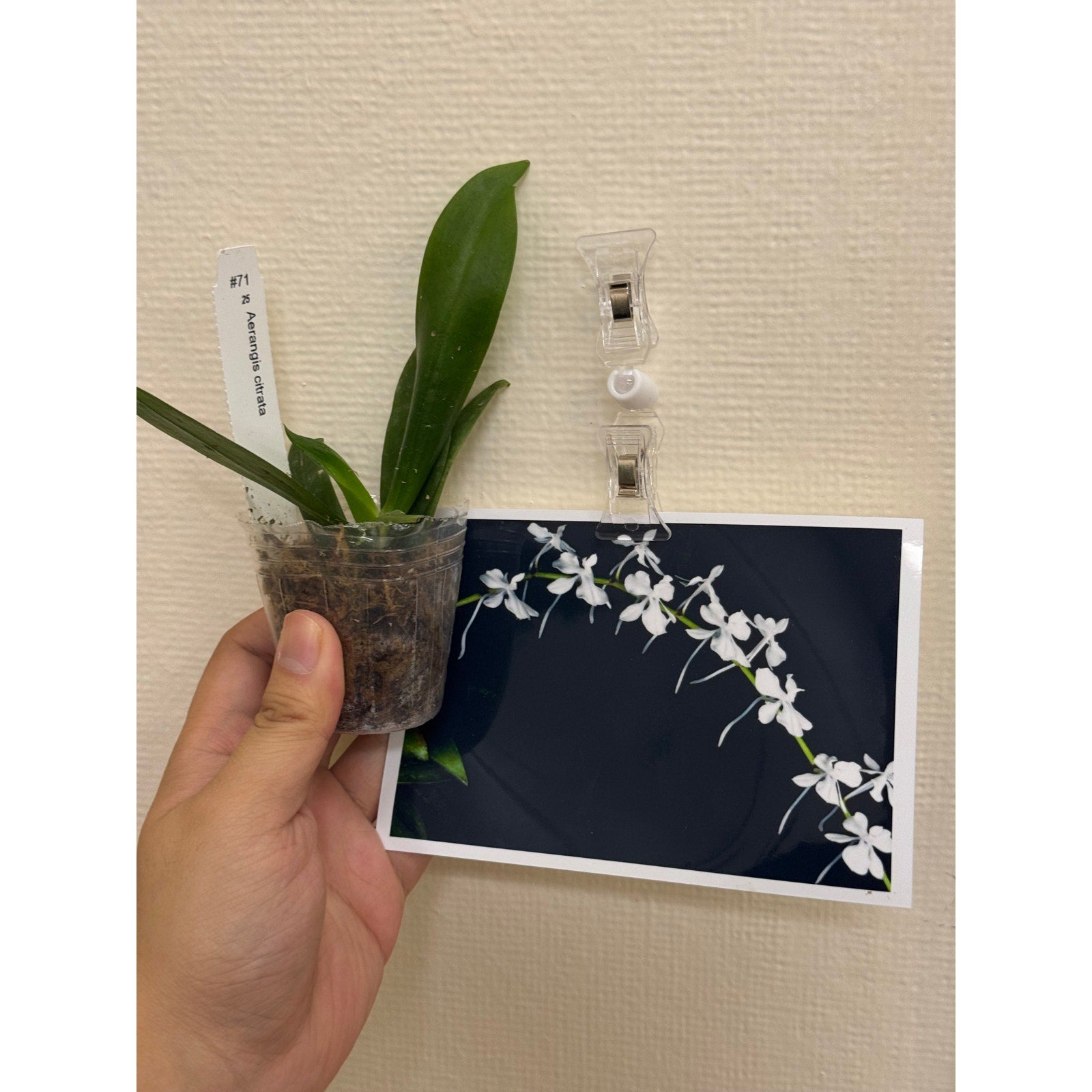 Aerangis citrata Rare collector orchid blooming size