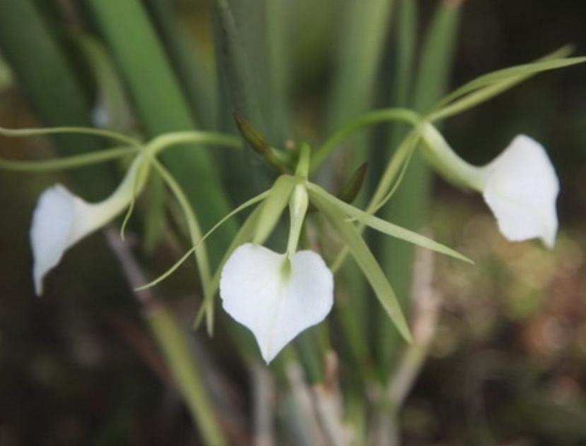 Brassavola subulifolia Elegant Orchid with Fragrant Night Blooms