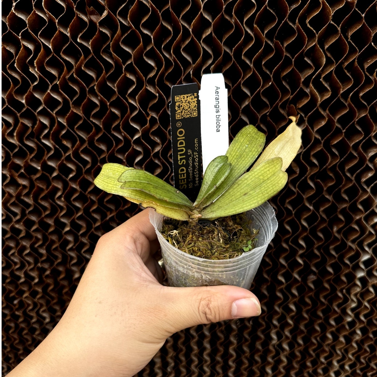 Aerangis biloba Fragrant orchid blooming size