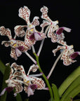 Rare collector orchid blooming size