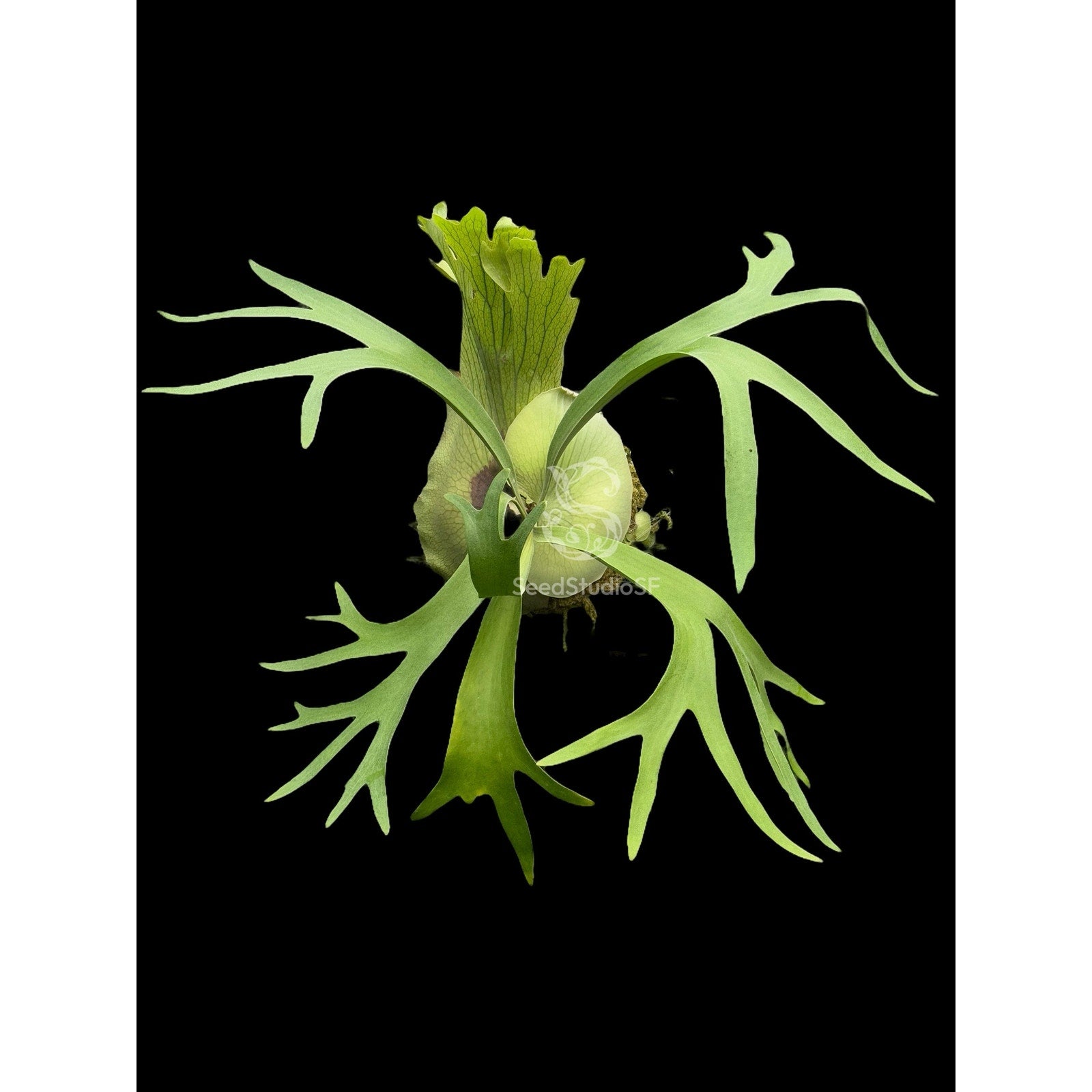 Platycerium "SS Foong" MATURE SIZE with pup US SELLER @ SEED STUDIO®