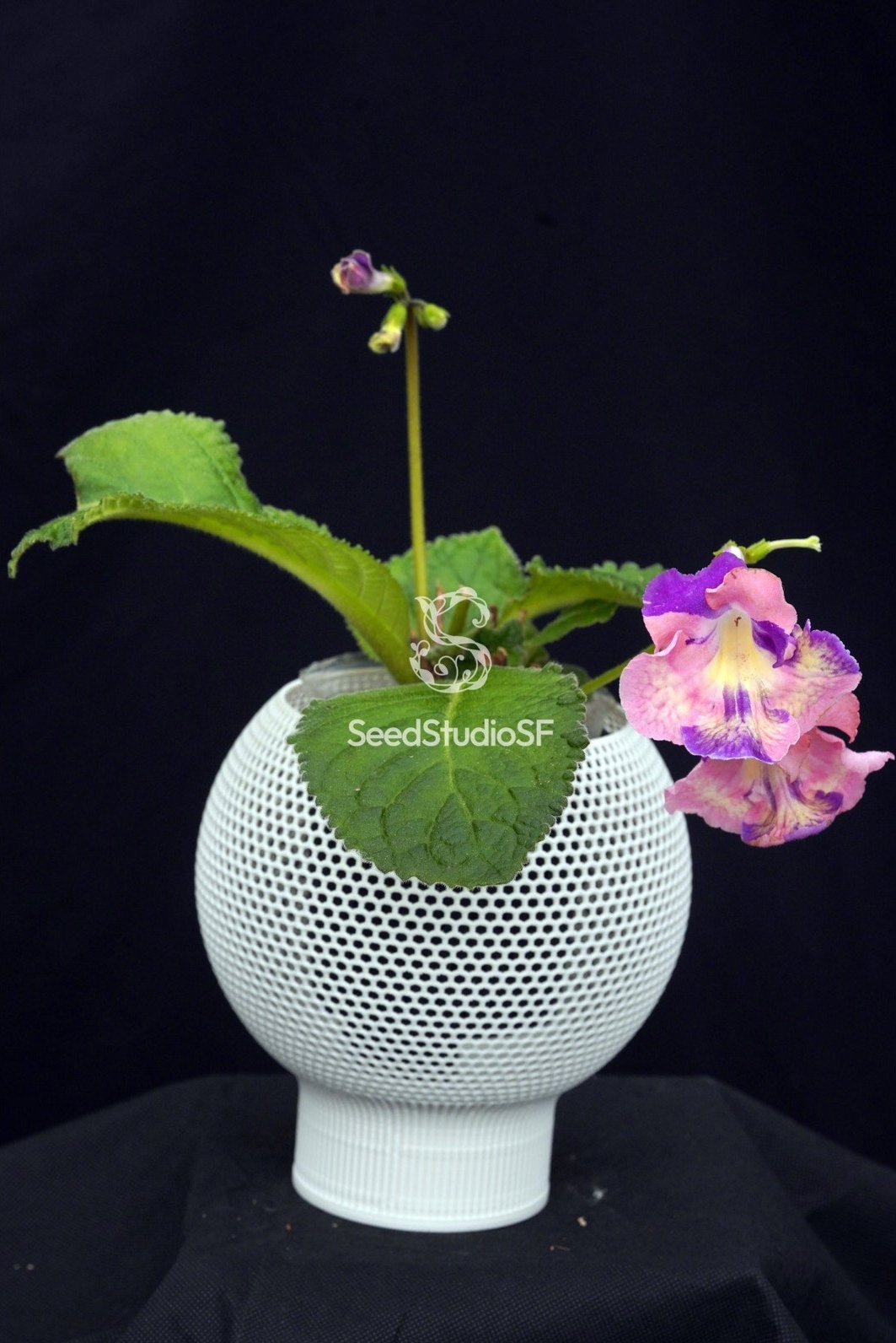 Streptocarpus [DS-2320] | Year-Round Blooms | African Violet-Like