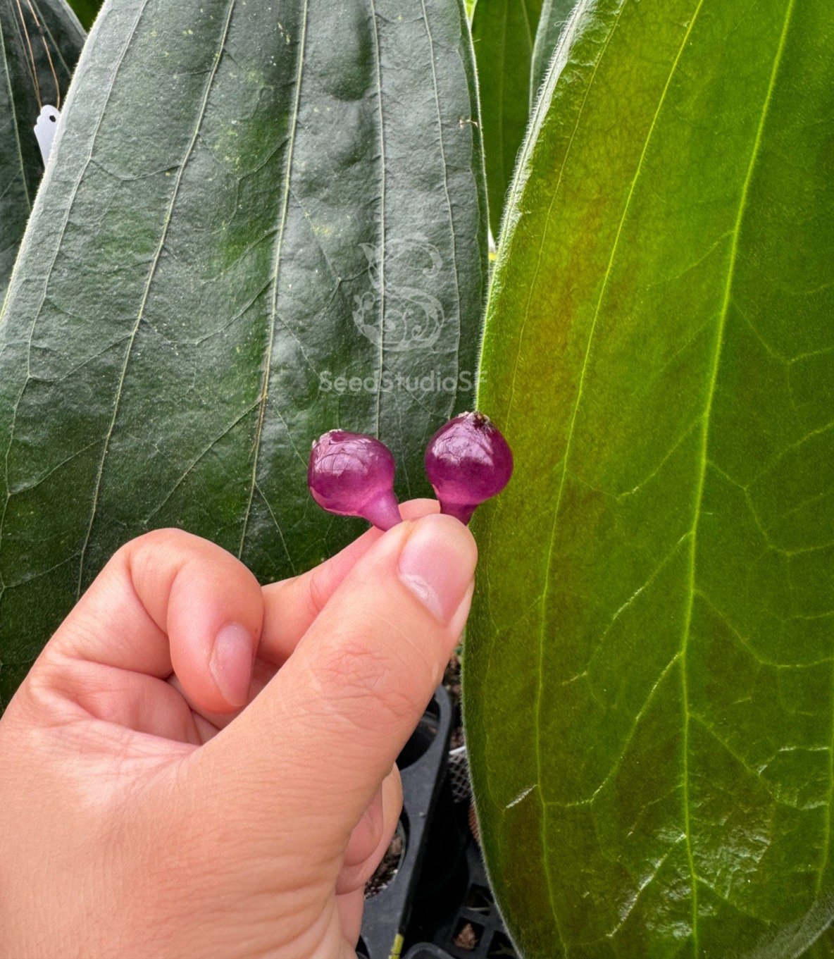 Cavendishia grandifolia rare collector tropical plant neotropical blueberries