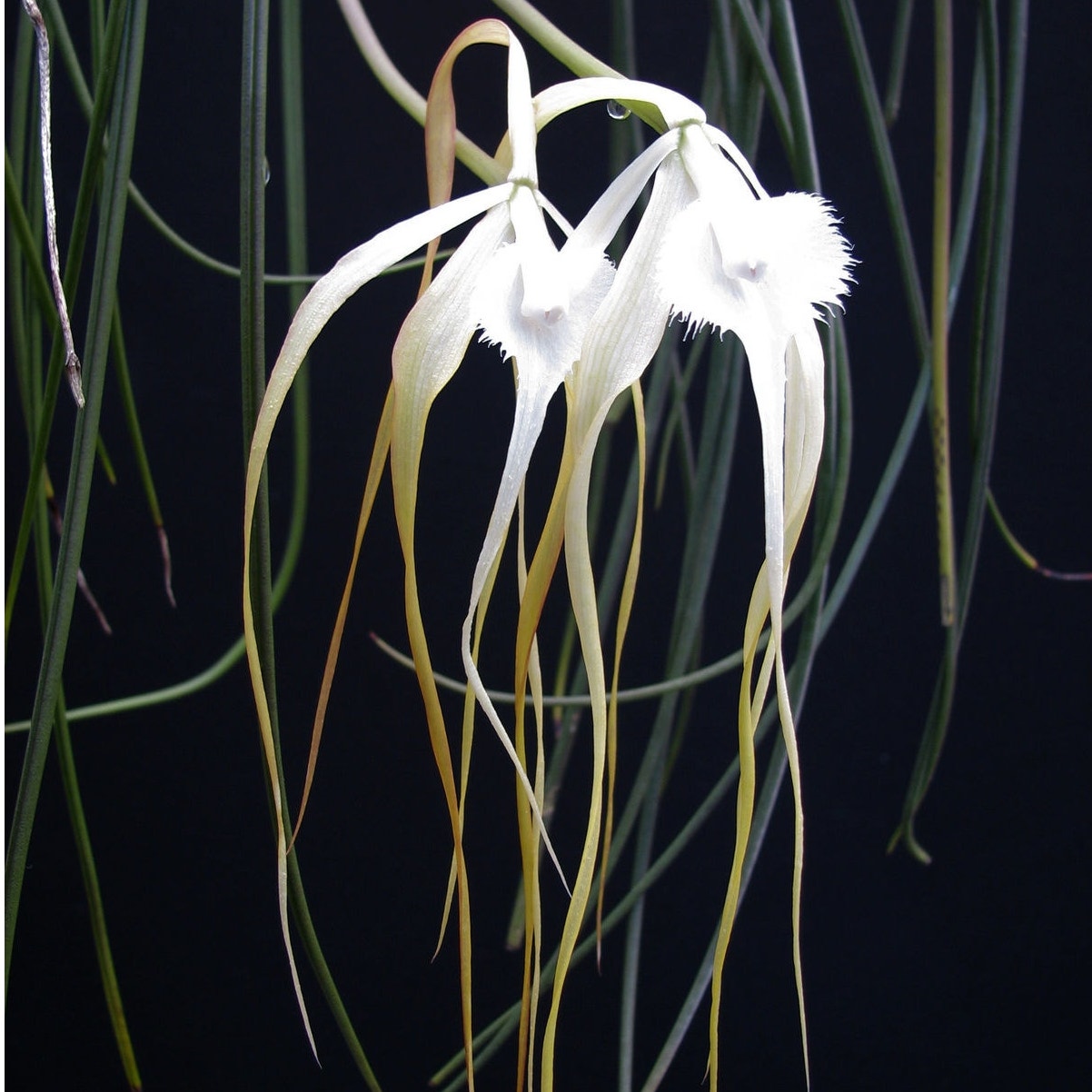Brassavola appendiculata - Elegant Orchid with Fragrant White Blooms
