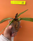 Paph charlesworthii Rare collector orchid blooming size