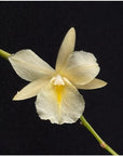 Broughtonia sanguinea aurea Rare collector orchid blooming size