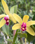 Cattleya Len Zieff Rare collector orchid blooming size