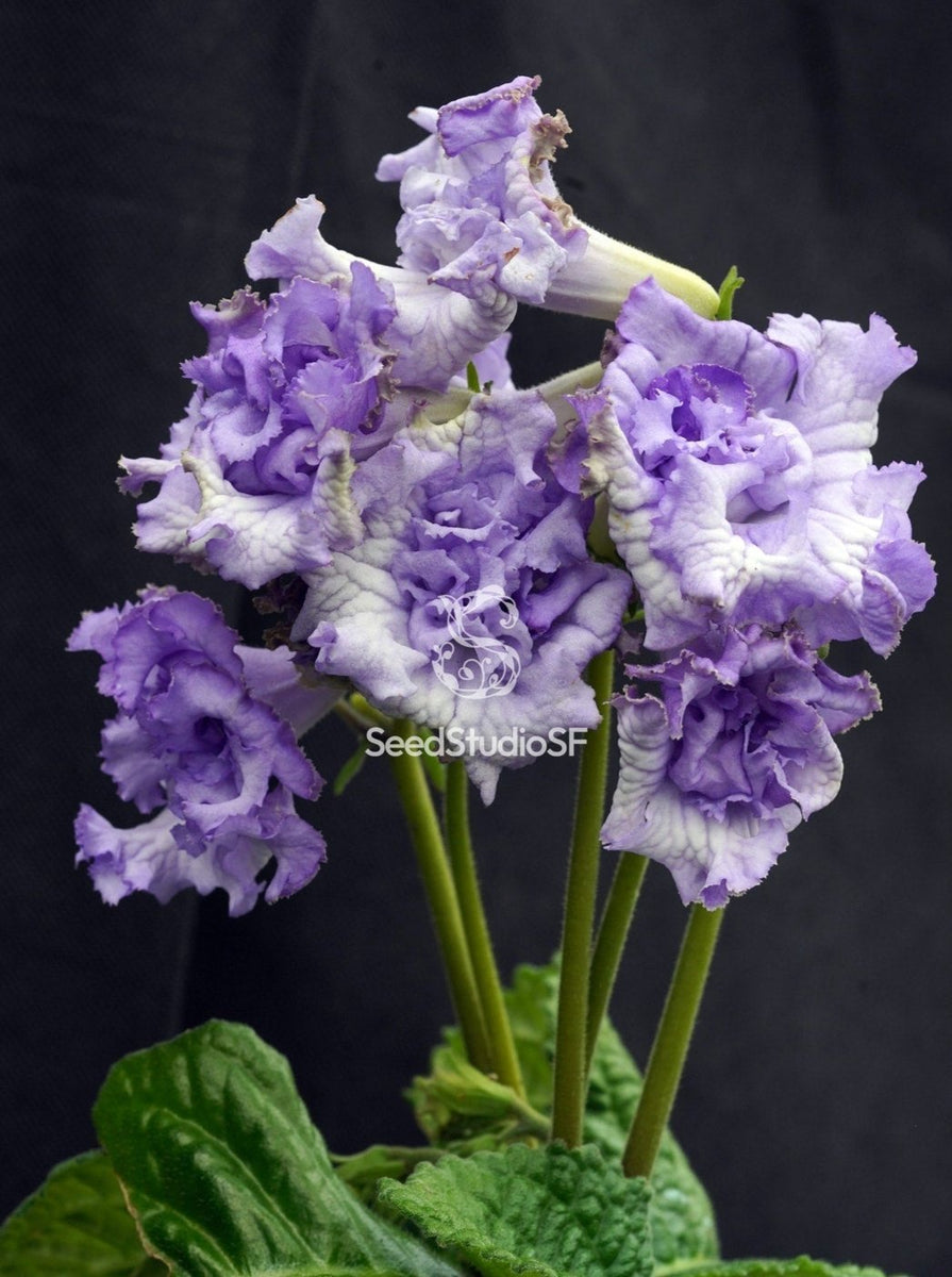 ナウガモンスター　Sサイズ　パープル Streptocarpus [DS-2241 | DS-Blue Dragon] | Year-Round Blooms