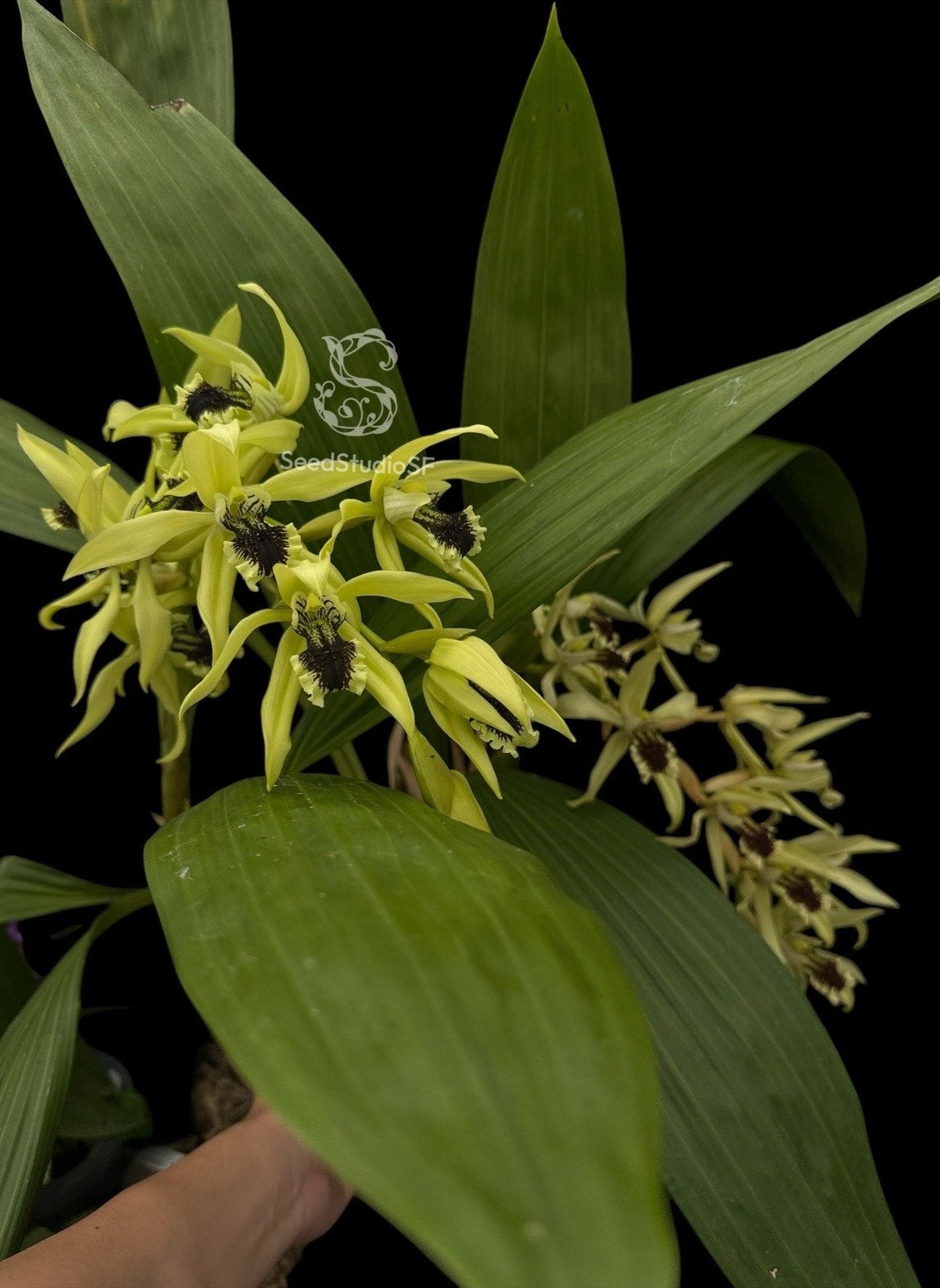 Coelogyne pandurata fragrant green flower rare orchid blooming size division