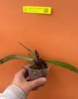 Paph charlesworthii Rare collector orchid blooming size
