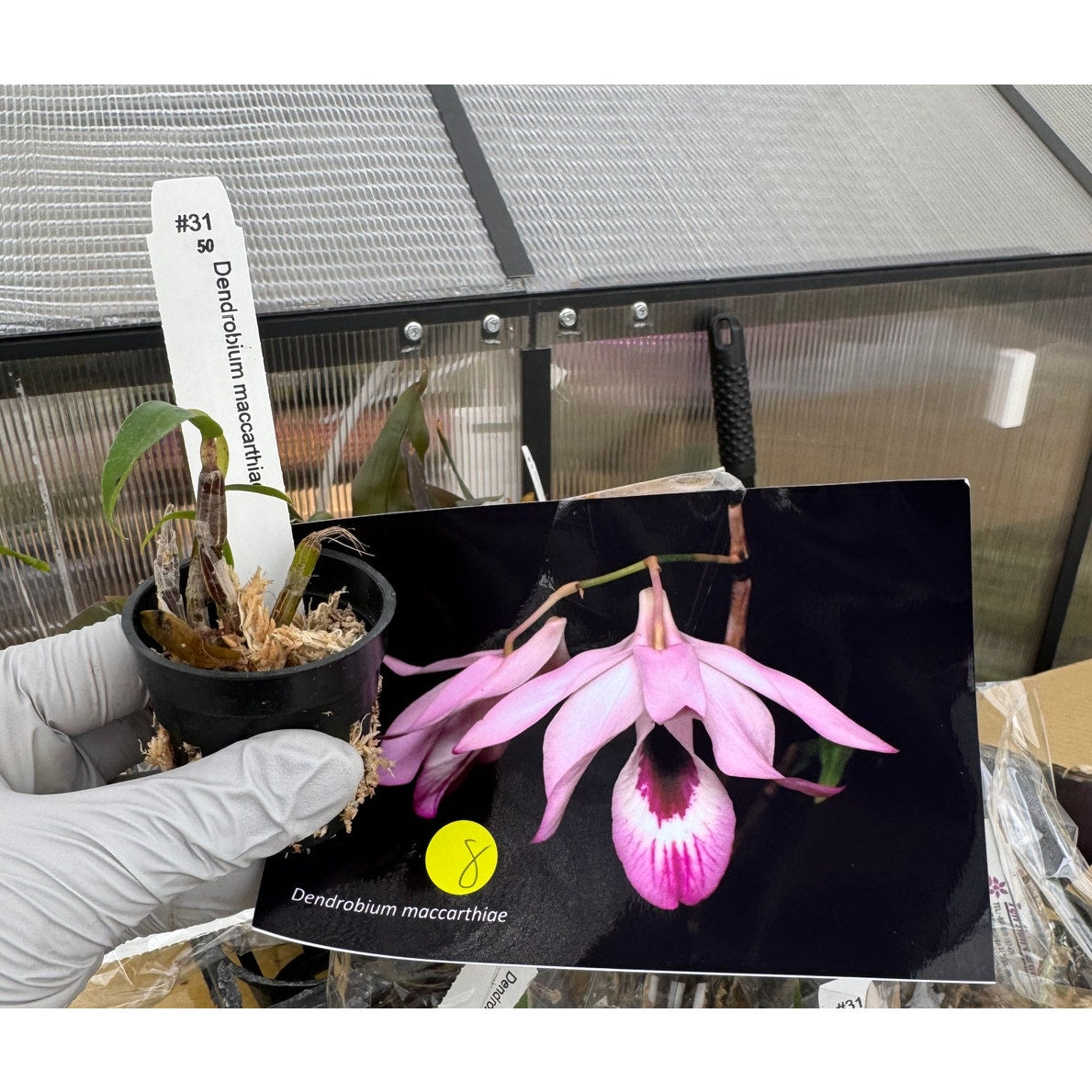 Dendrobium maccarthiae RARE collector orchid