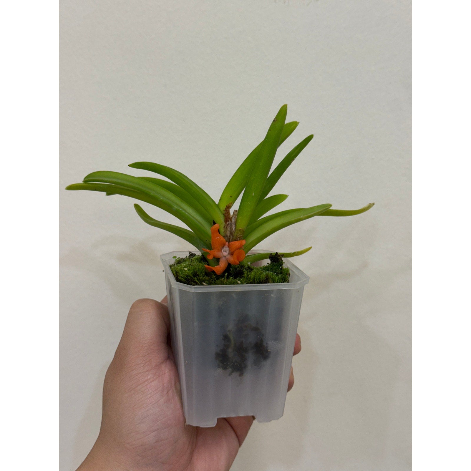 Ceratostylis retisquama Rare collector orchid blooming size