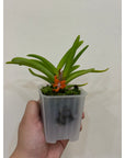 Ceratostylis retisquama Rare collector orchid blooming size