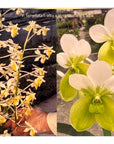 Vanda lamellata f. alba x V. sanderiana f. alba Orchid - Blooming Size