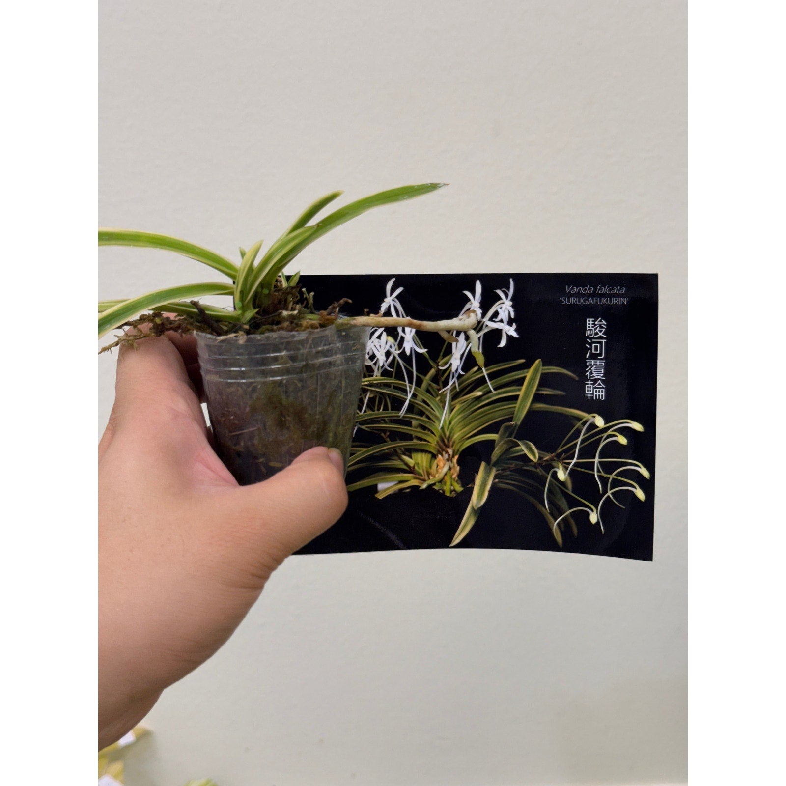 Vanda falcata sugugafukurin Fragrant Rare collector orchid blooming size