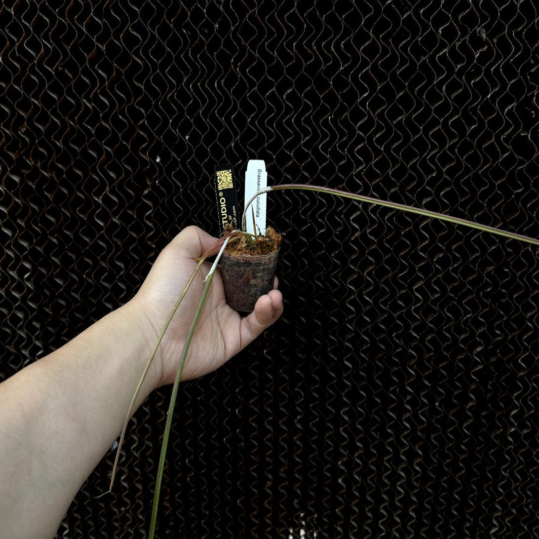 Brassavola cucullata - Unique Orchid with Long, Spidery Blooms