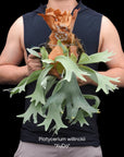 Platycerium willinckii “XuDa” RARE tropical plants US Seller SEED STUDIO®