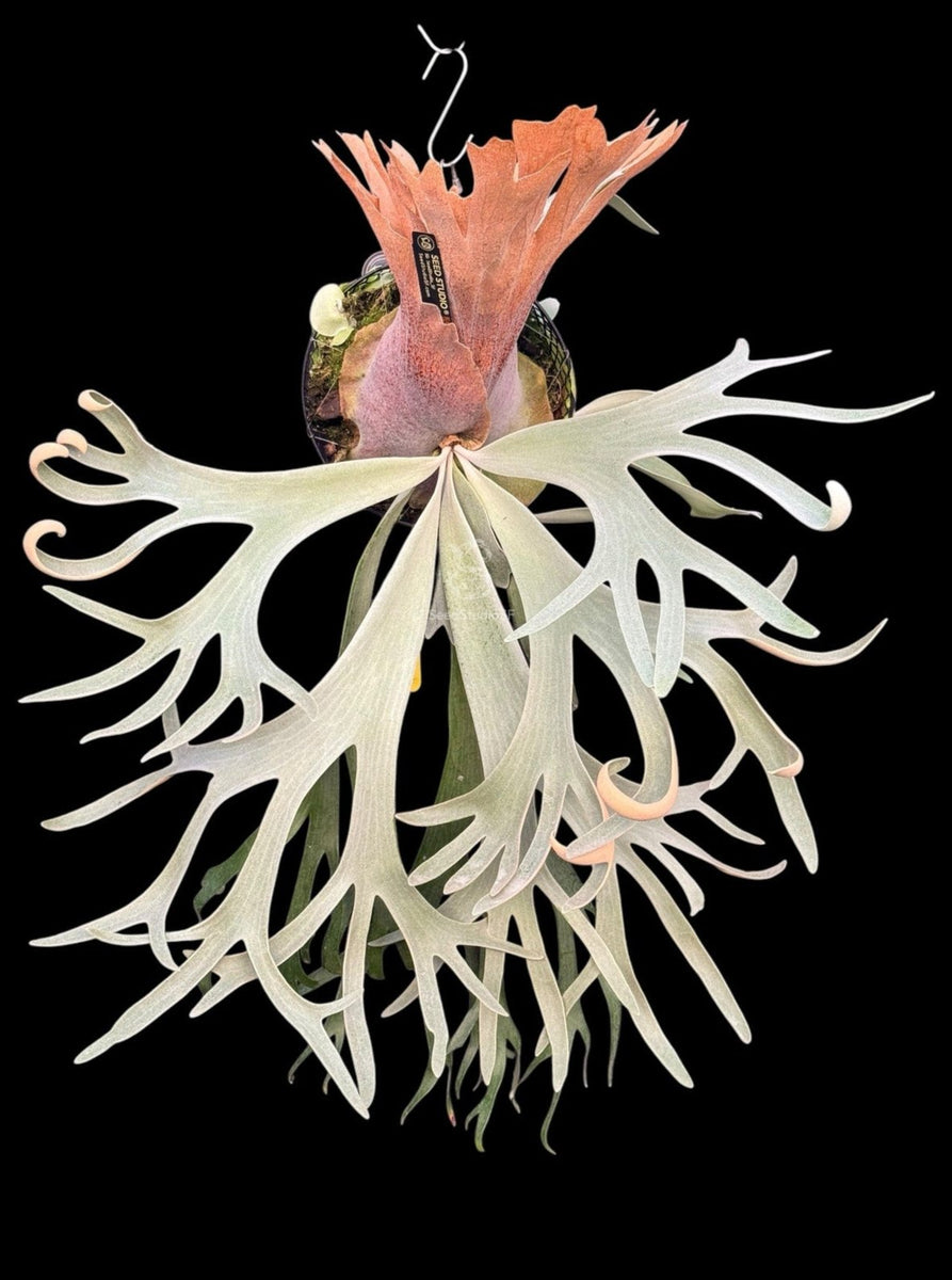 ビカクシダ P. willinckii Anapat#9 (PUP) 2 Amazon.co.jp: ビカクシダ P.Willinckii 'Anapat#9' アナパット