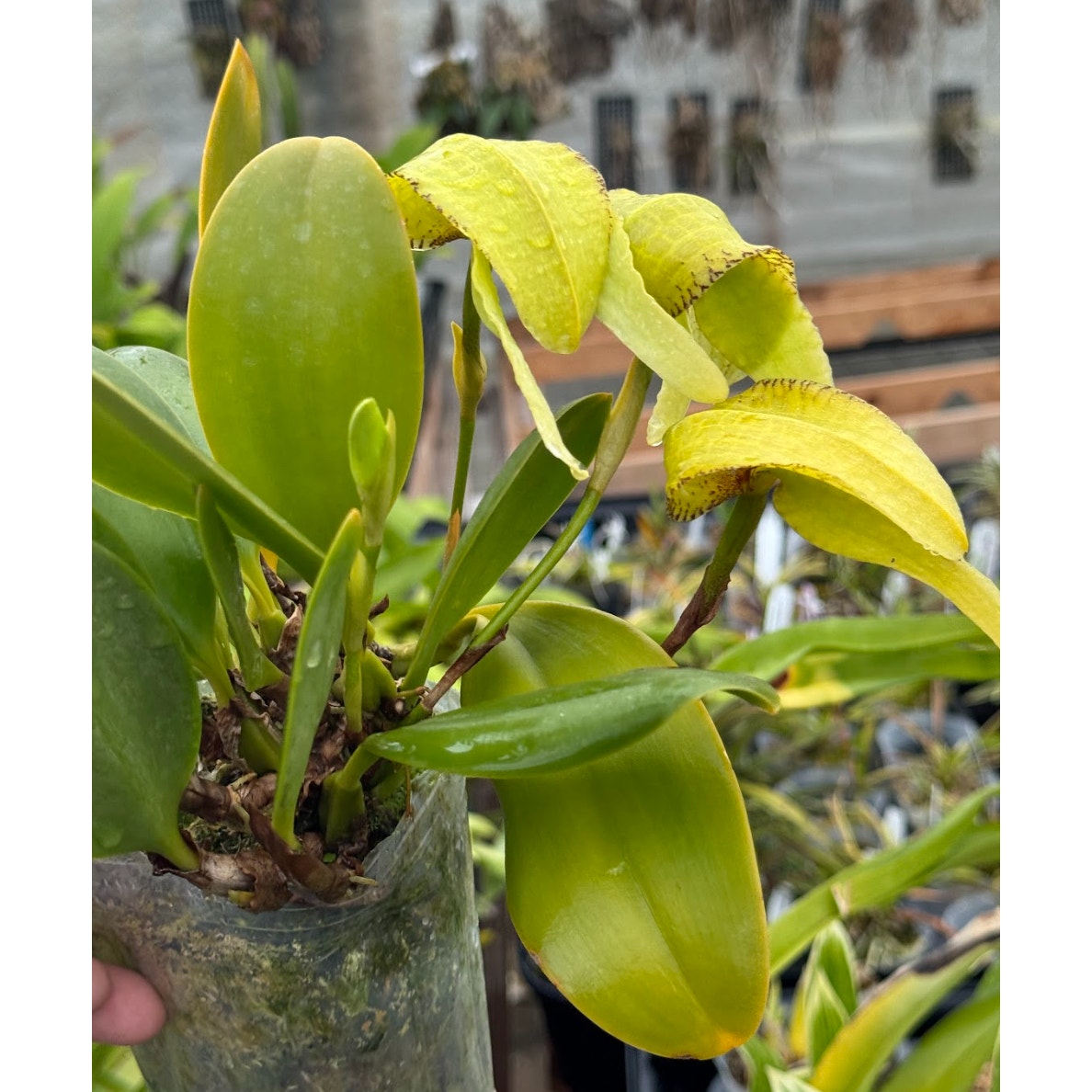 Bulbophyllum arfakianum Rare collector orchid blooming size