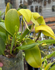 Bulbophyllum arfakianum Rare collector orchid blooming size