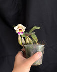 Cattleya alaorii x Cattleya luteola Rare collector orchid blooming size