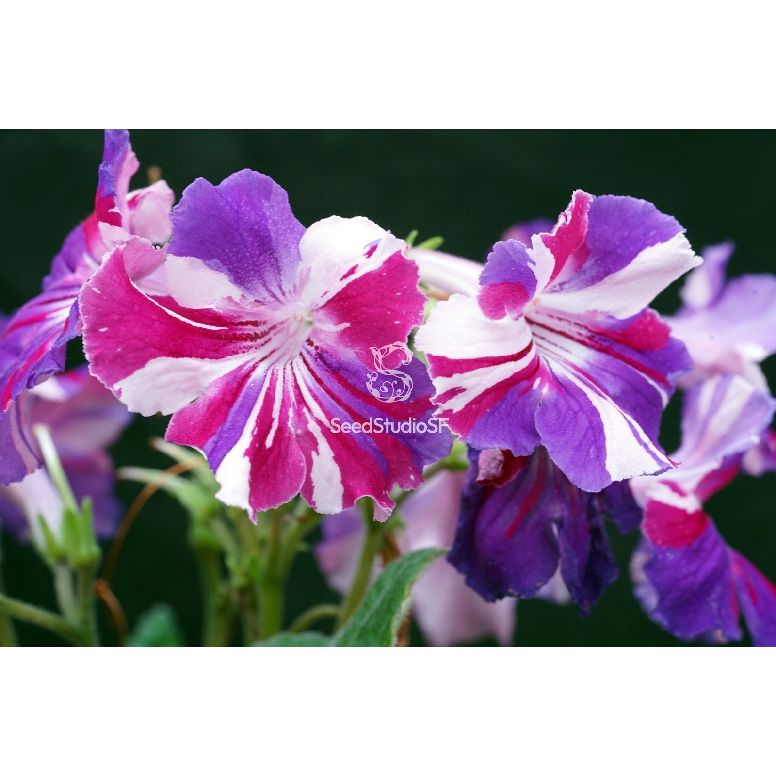 Streptocarpus [DS-1881 | DS-Kaleidoscope] | Year-Round Blooms