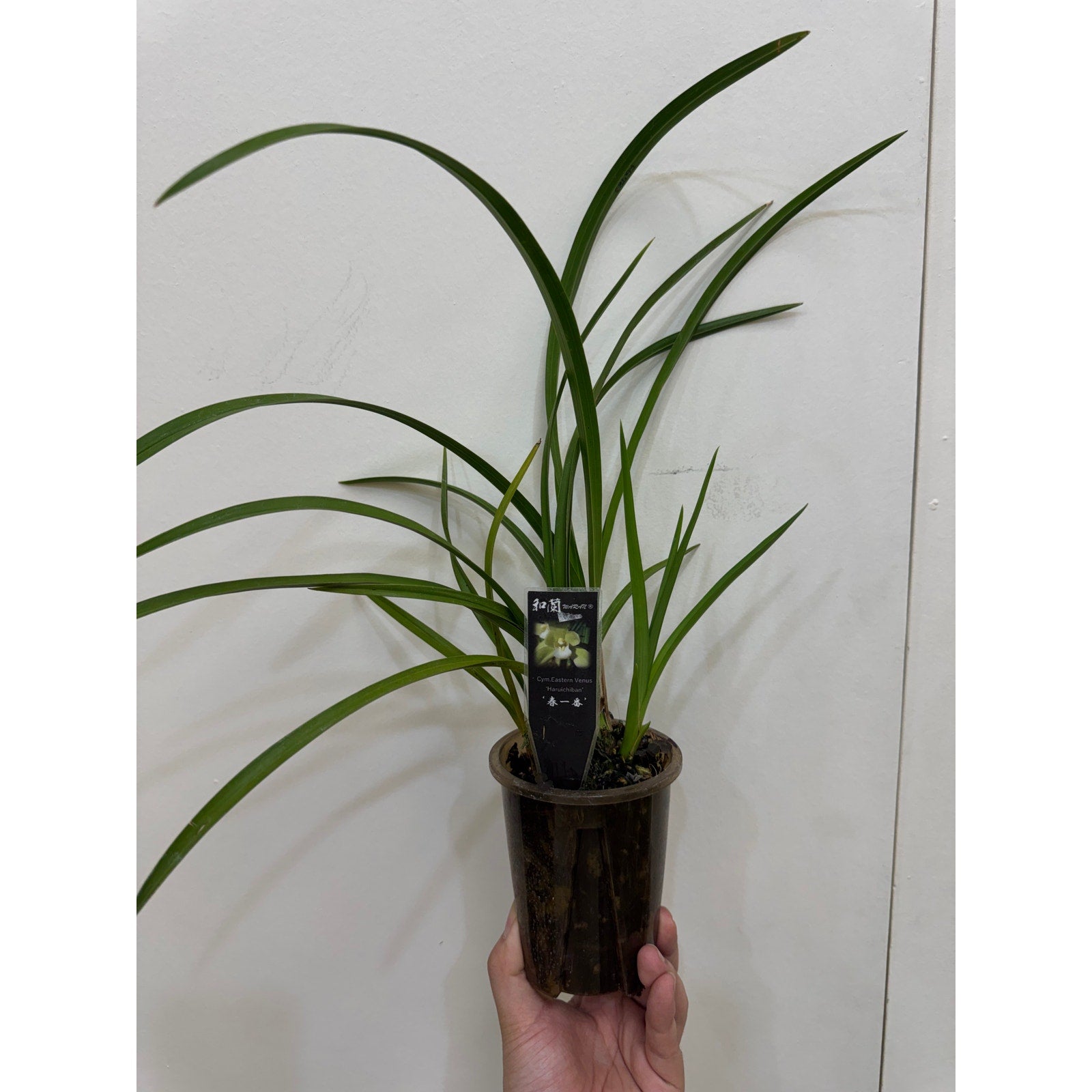 Cymbidium eastern venus haruichiban Rare collector orchid blooming size