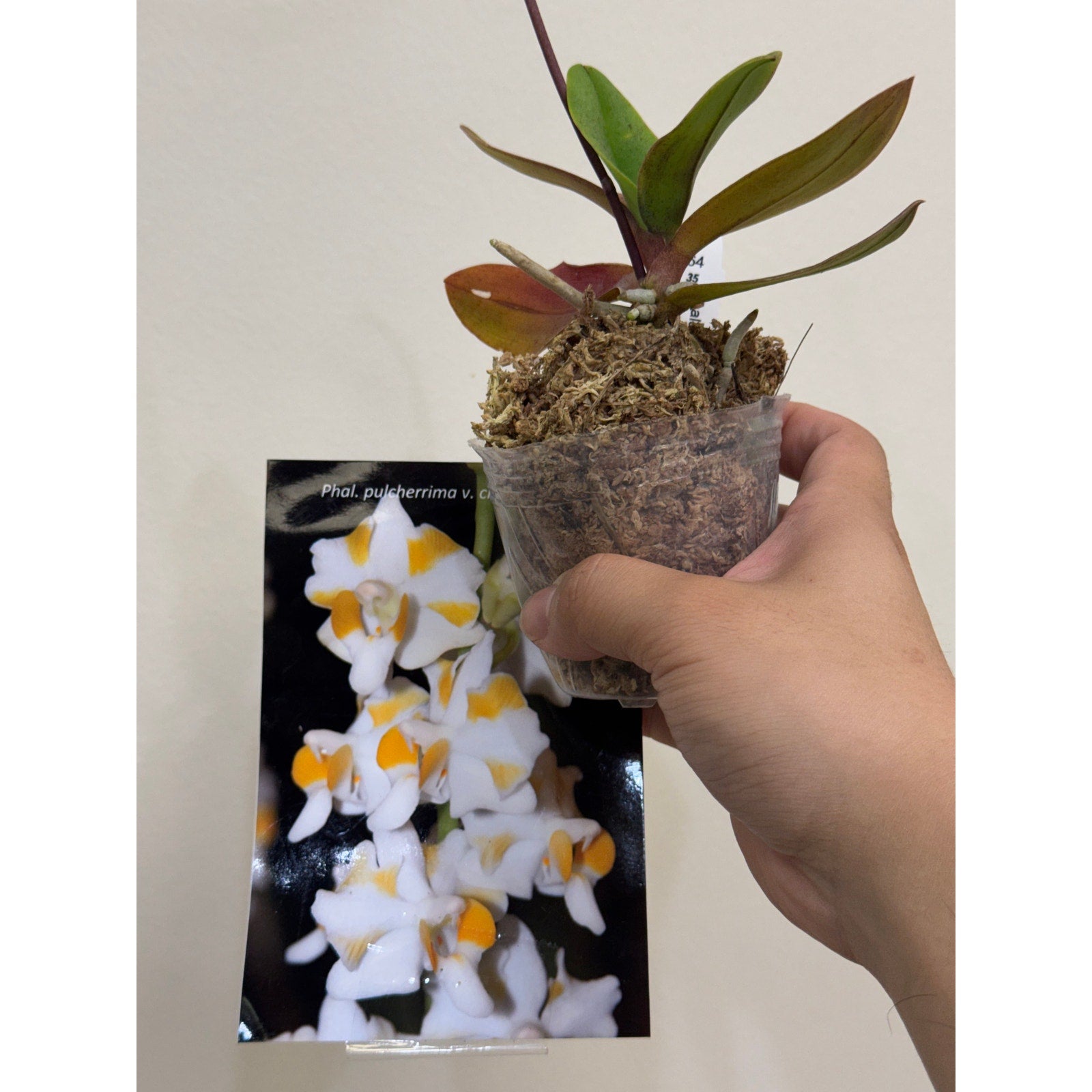 phalaenopsis pulcherrima var champorensis Rare collector orchid blooming size