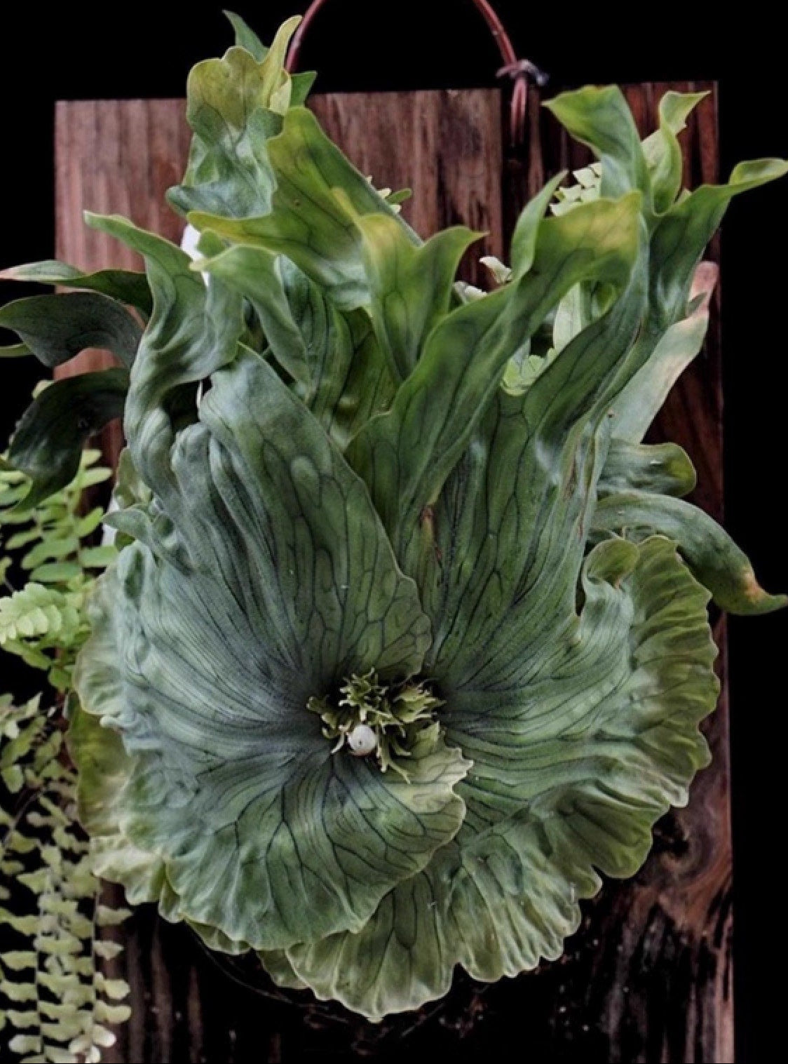 Platycerium wandae dwarf compact RARE tropical plants SEED STUDIO