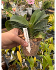 Vandaenopsis Irene Dobkin Rare collector orchid blooming size