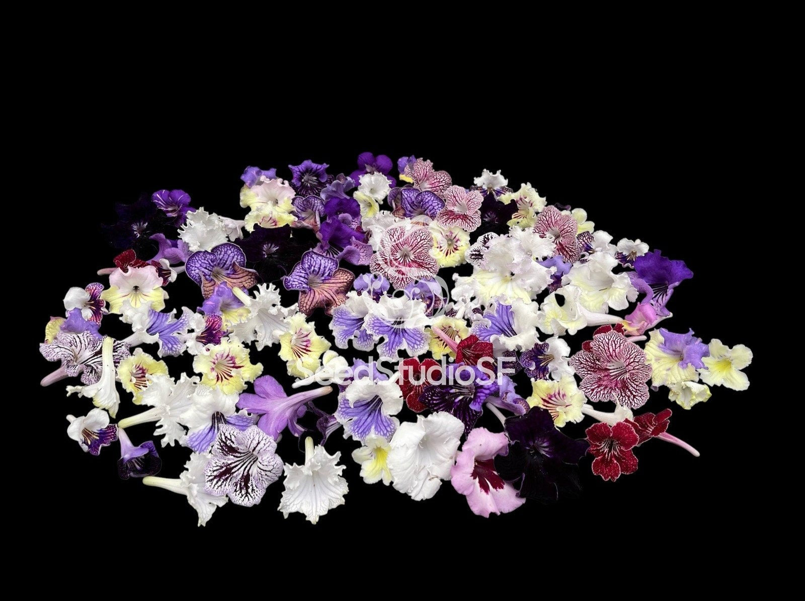 Streptocarpus 3 Plants (In Bloom/In Bud) | Year-Round Blooms |  African Violet-Like SEED STUDIO®