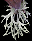 Platycerium willinckii Pearl Queen (OG) RARE tropical plants US Seller SEED STUDIO®