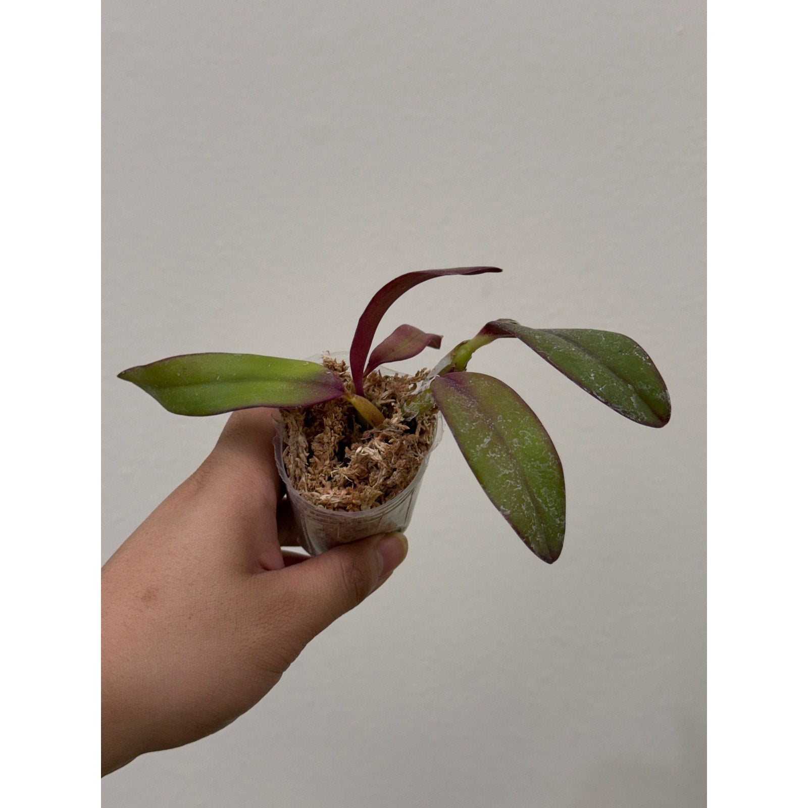 Cattleya Itsy Bitsy 'Diamond Orchids' Rare collector orchid blooming size