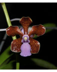 Vanda limbata Rare collector orchid Near blooming size
