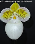 Paph micranthum var eburneum Rare collector orchid blooming size