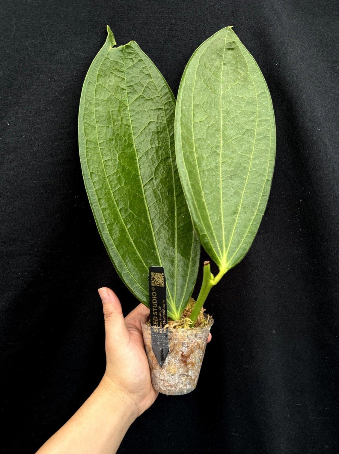 Cavendishia grandifolia rare collector tropical plant neotropical blueberries